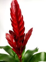 vriesea style 1