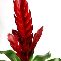 vriesea style 1