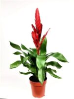 vriesea style