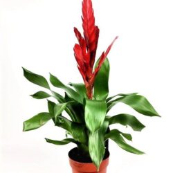 vriesea style