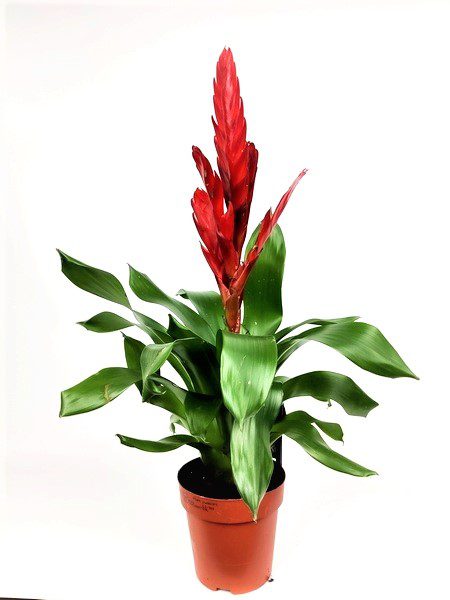 vriesea style vriesea style