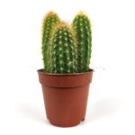 weberbauerocereus johnsonii
