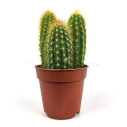 weberbauerocereus johnsonii