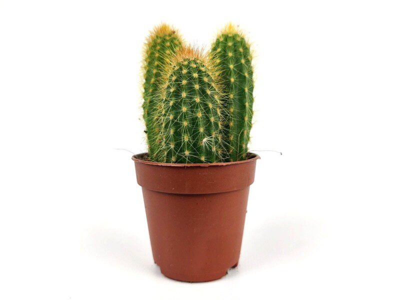 weberbauerocereus johnsonii