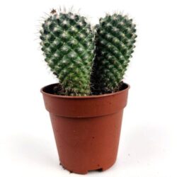 weingartia rrinacea