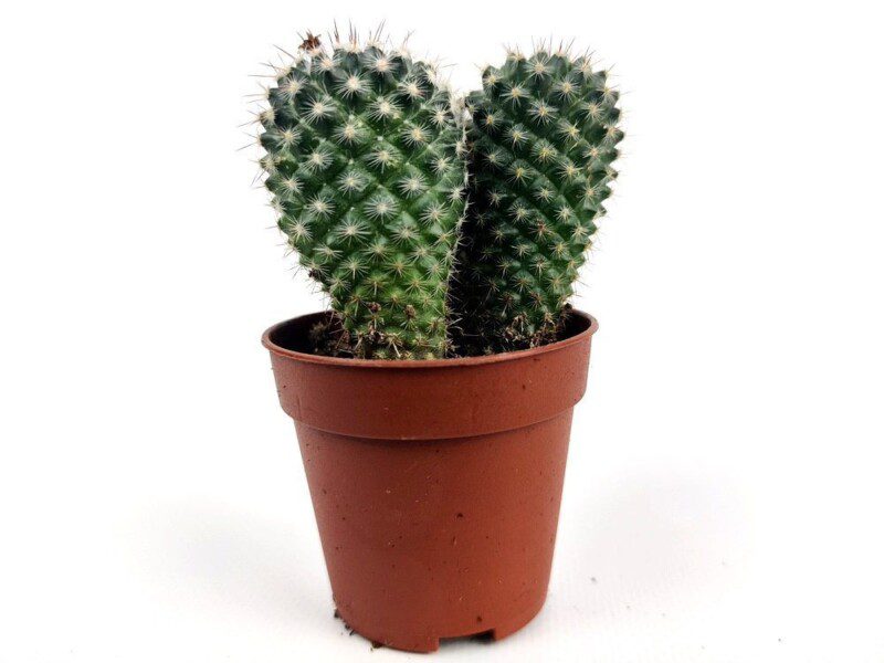 weingartia rrinacea weingartia rrinacea