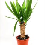 yucca