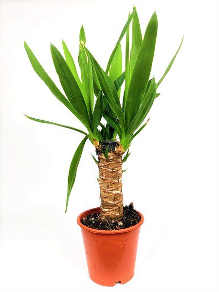 yucca yucca