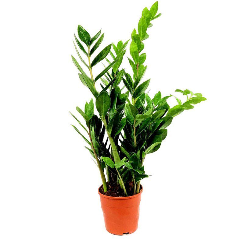 zamioculcas zamiifolia 1