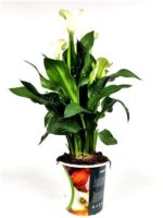 zantedeschia calla bianca