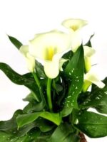zantedeschia calla bianca 2