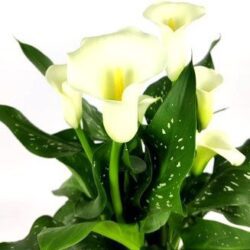 zantedeschia calla bianca 2