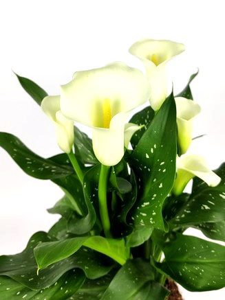 zantedeschia calla bianca 2