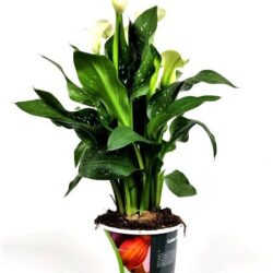 zantedeschia calla bianca