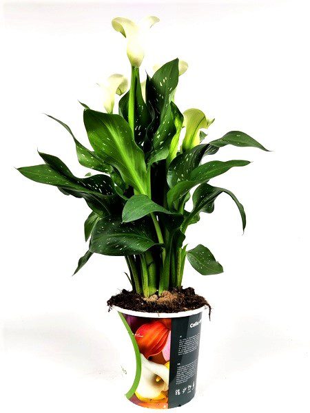 zantedeschia calla bianca