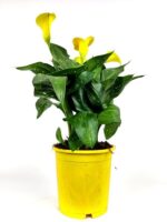 zantedeschia calla gialla