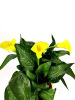 zantedeschia calla gialla 2
