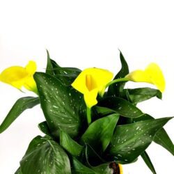 zantedeschia calla gialla 2