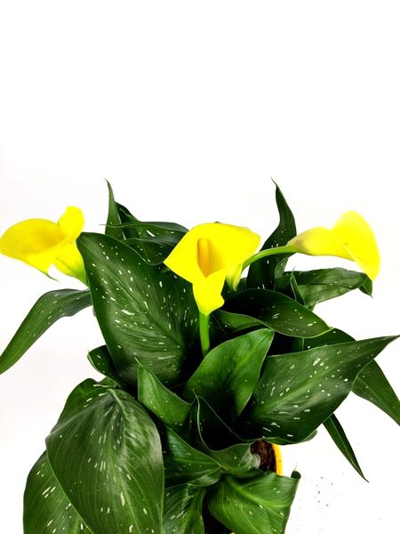 zantedeschia calla gialla 2