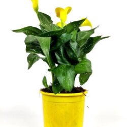 zantedeschia calla gialla