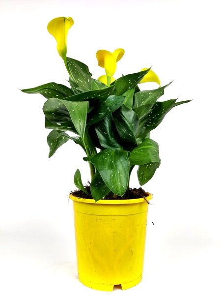 zantedeschia calla gialla