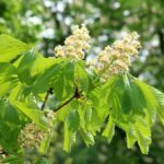 Aesculus hippocastanum Ippocastano