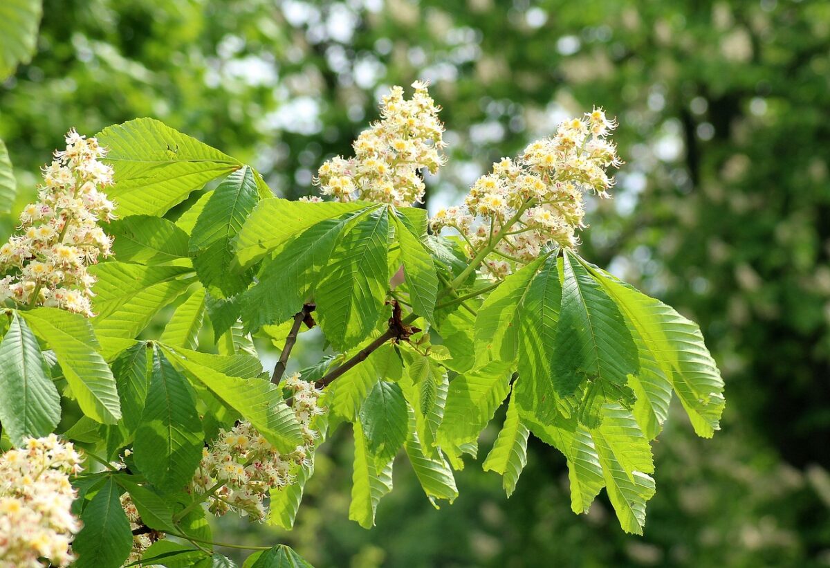 Aesculus hippocastanum Ippocastano Aesculus hippocastanum Ippocastano