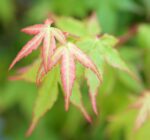 acer palm bi hoo det