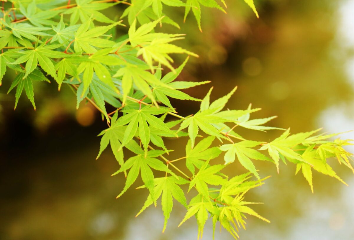 acer palm summer dettaglio acer palm summer dettaglio