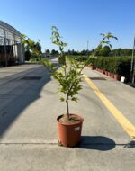 acer palm summergold v22