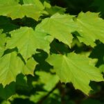 acer platanoides