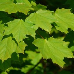 acer platanoides