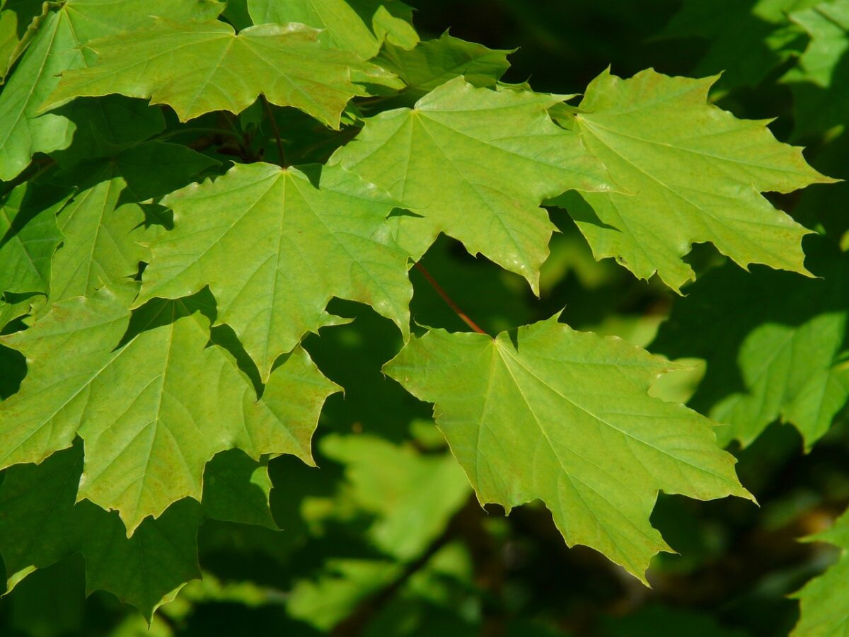 acer platanoides acer platanoides