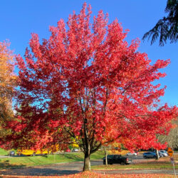 acer rubrum scarlatto