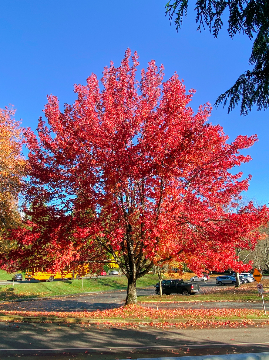 acer rubrum scarlatto acer rubrum scarlatto