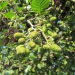 alnus glutinosa 844513 1280