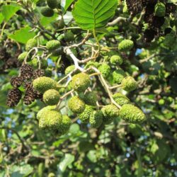 alnus glutinosa 844513 1280