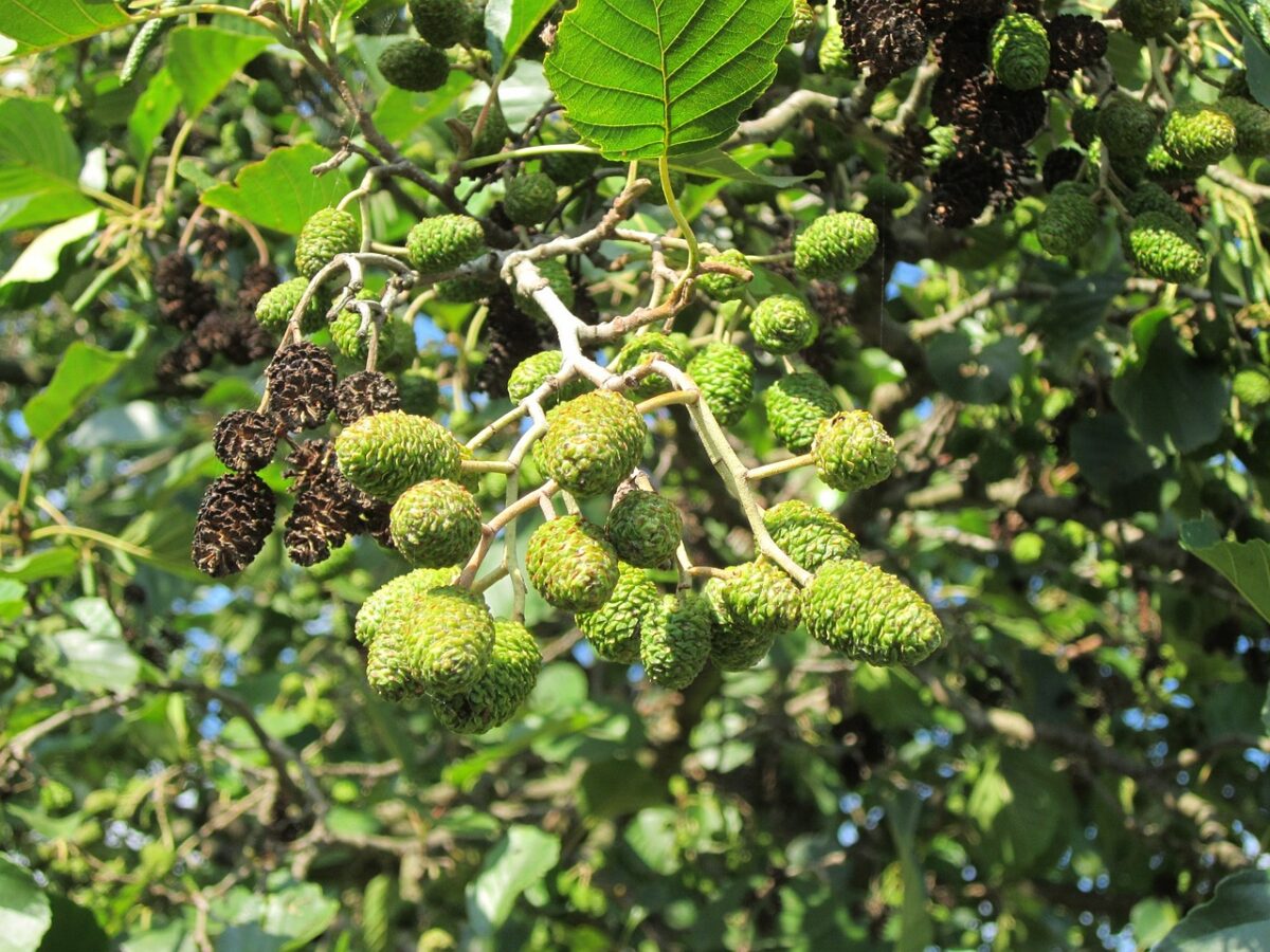 alnus glutinosa 844513 1280 alnus glutinosa 844513 1280