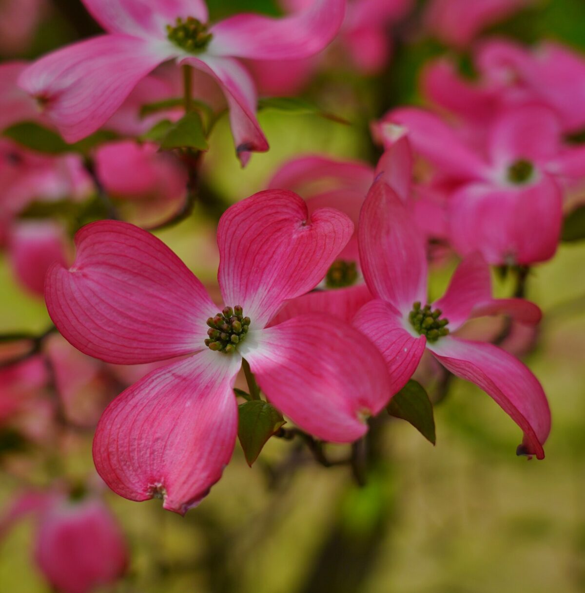 cornus florida red giant det cornus florida red giant det