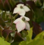 cornus kousa copacabana det
