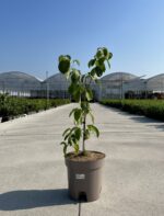 cornus kousa copacabana v24