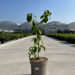 cornus kousa copacabana v24