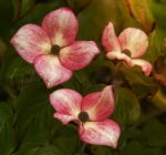 cornus kousa soleil rouge det