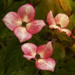 cornus kousa soleil rouge det