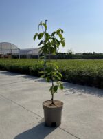 cornus kousa soleil rouge v24