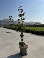 cornus red giant