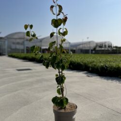 cornus red giant
