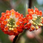 edgeworthia red dragon det