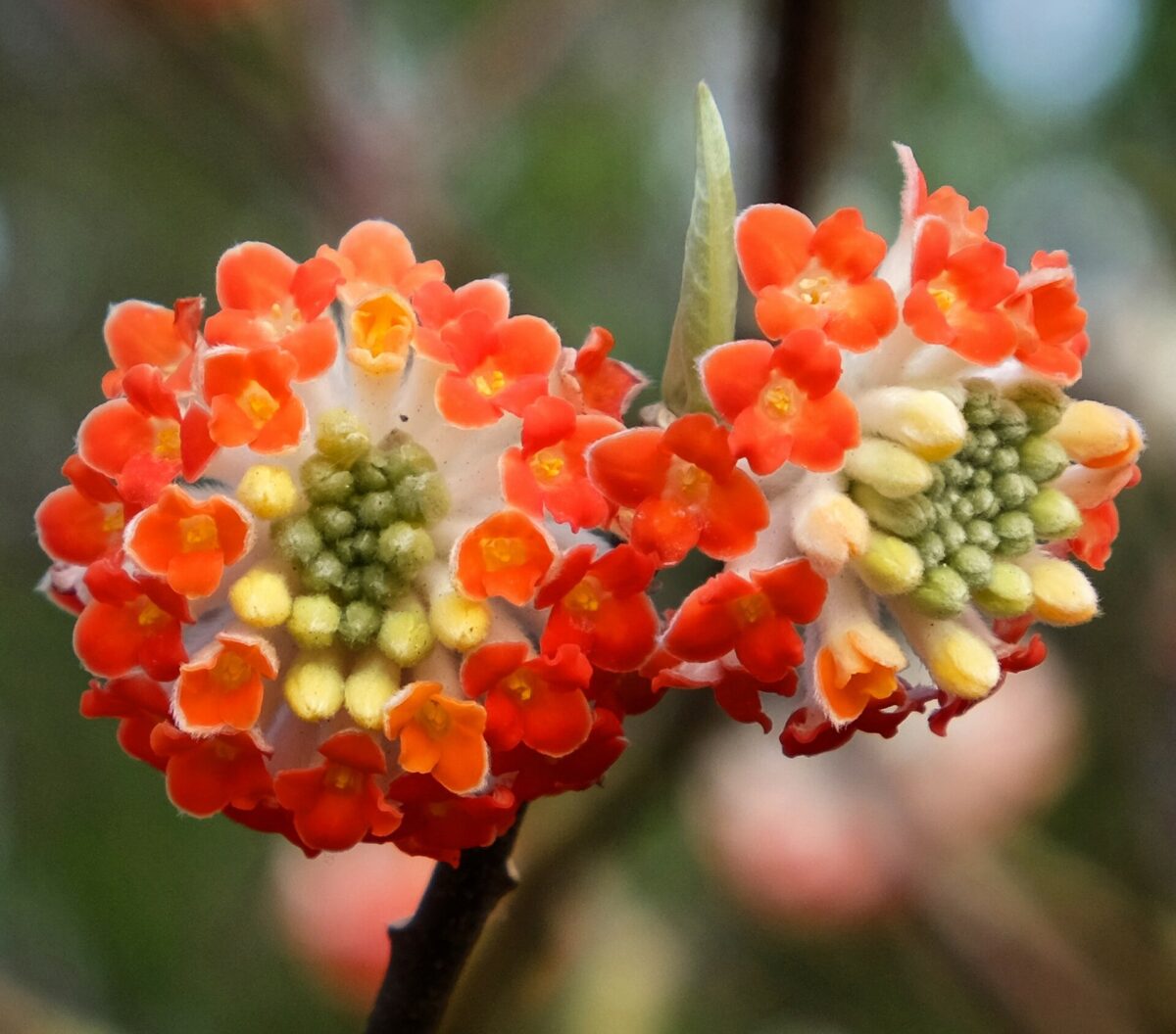 edgeworthia red dragon det edgeworthia red dragon det