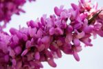 judas tree 2222644 1280